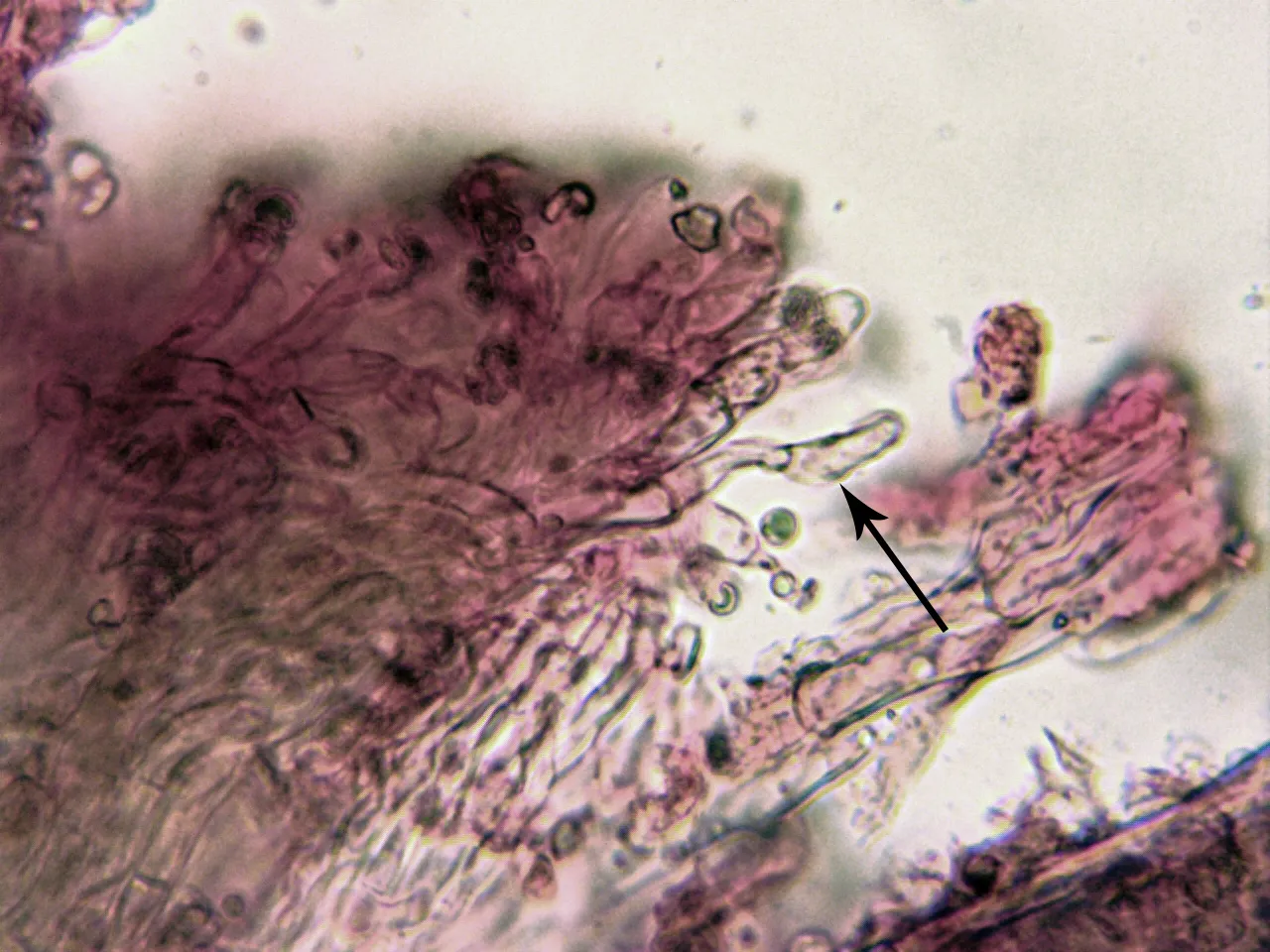 Microscopía de Rigidoporus sanguinolentus - 10 - Cistidiolo fusoide p